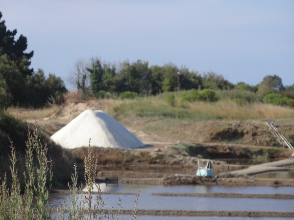 Le sel du mois de juillet dans les marais salants