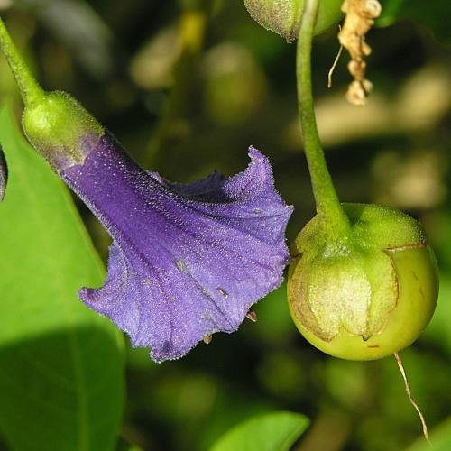 Fleurs cultivées : Iochoroma