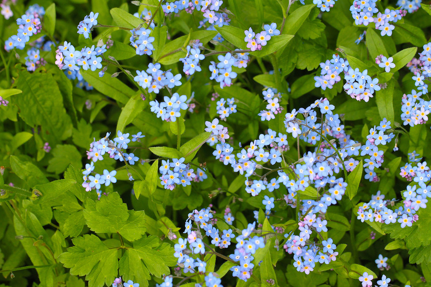 myosotis