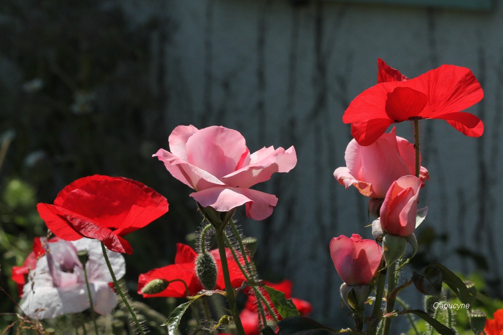Le mois des roses : mes rosiers "modernes"