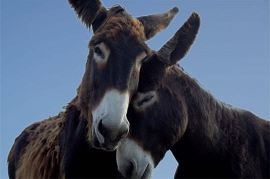 TENDRESSE ANIMALE