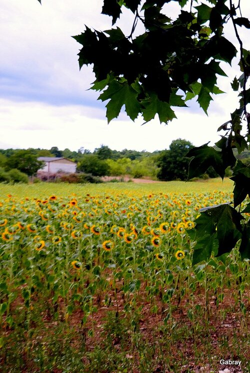 Les tournesols 