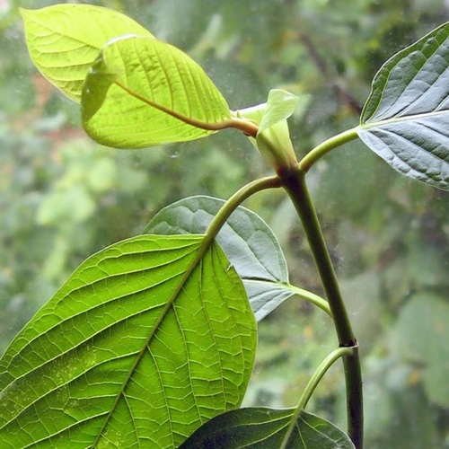 Kratom Mitragyna speciosa Jeune rameau.jpg