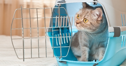Faire rentrer facilement un chat dans sa cage de transport