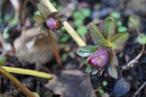 Un instant au jardin : les hellébores