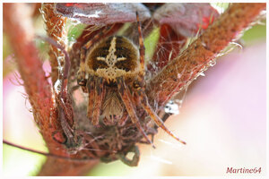 Les araignées : ARANEIDAE