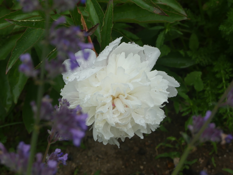 LA  FETE  DE  LA  PIVOINE