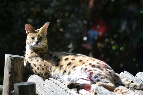 Zoo La Boissière Du Doré