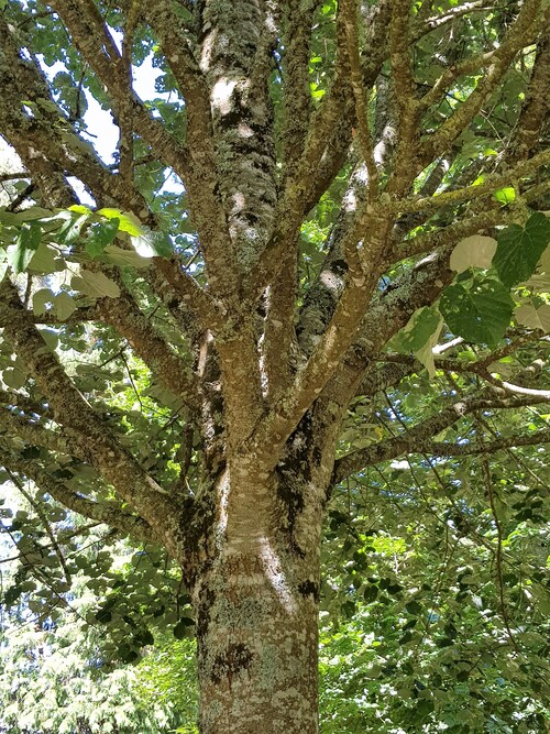 Domaine du Lain à Gestel Morbihan Bretagne - Promenons nous dans les bois