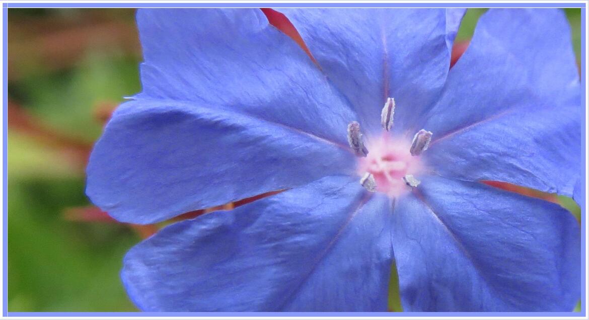 Ceratostigma plumbaginoides