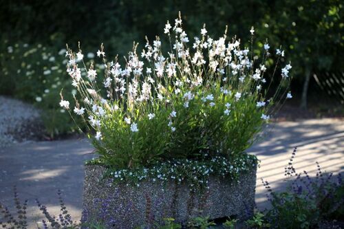 Roseraie WM : Potées et jardinières 2018 (3/3)