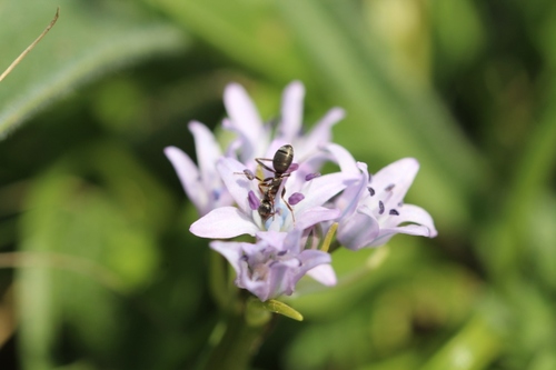 Fleurs sauvages