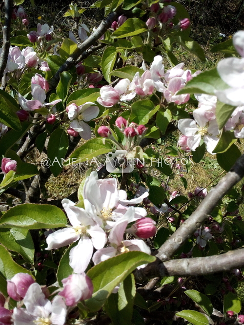 Sunshine and blooming flowers