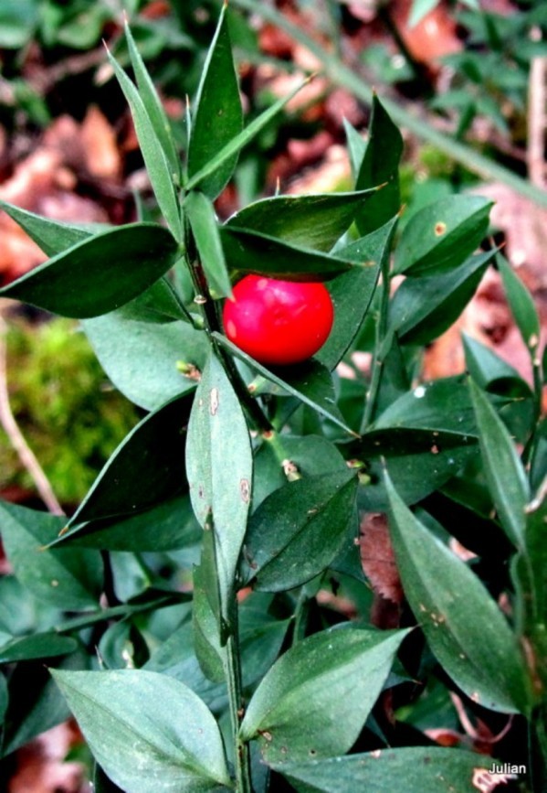 y03 vert et rouge