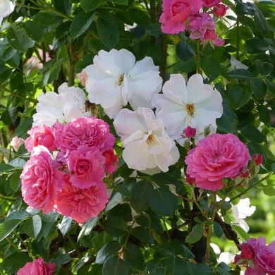 Les Journées de la Rose de l'abbaye de Chaalis : une édition princière...