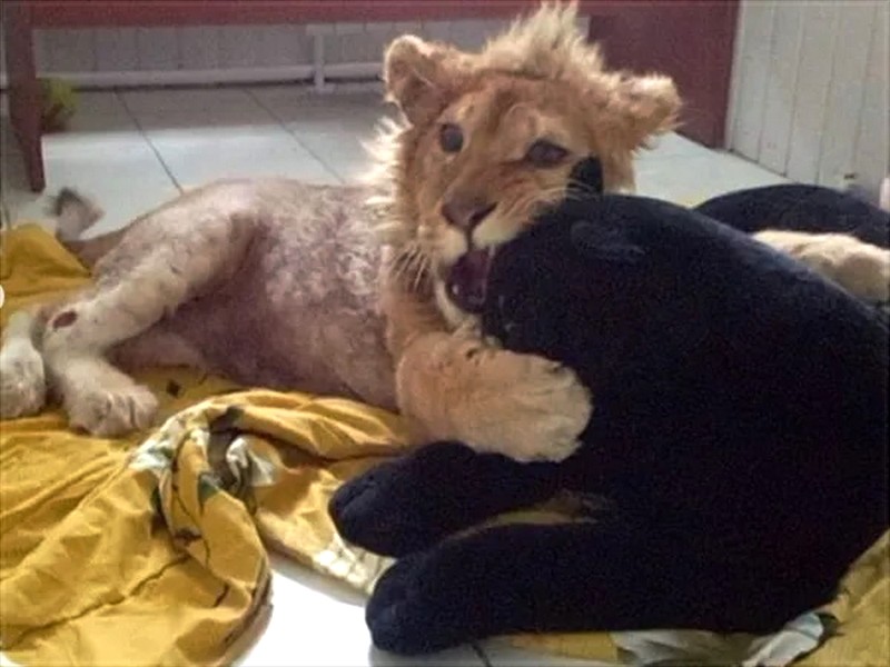 Simba,le lionceau sauvé de la torture  