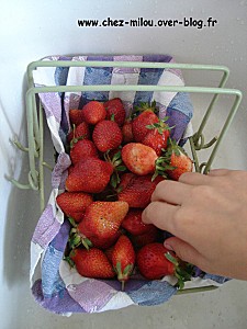 fraises 06