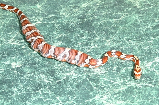 Le serpent des blés - Scales