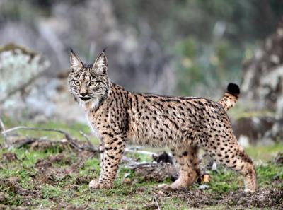 PORTUGAL UNE PIECE EN ARGENT DE 5.00 € LE LYNX IBERIQUE