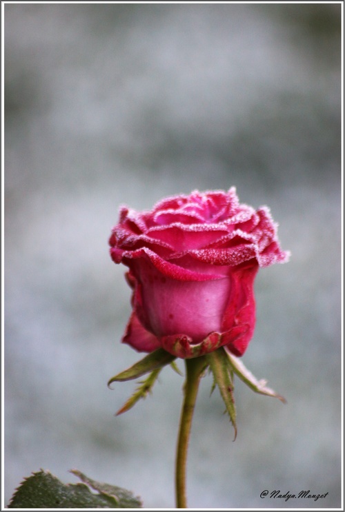 La rose de glace