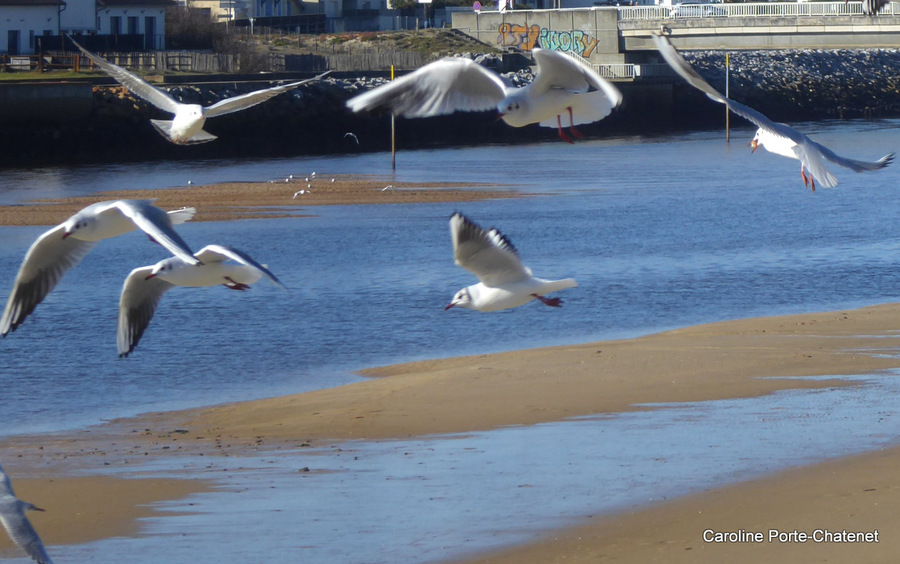 Les mouettes au bord du Courant