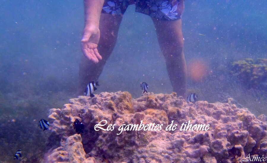 Comme un poisson dans l'eau