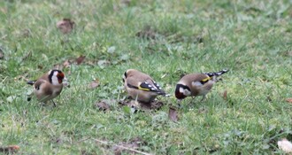 Les migrateurs au jardin...et les autres !