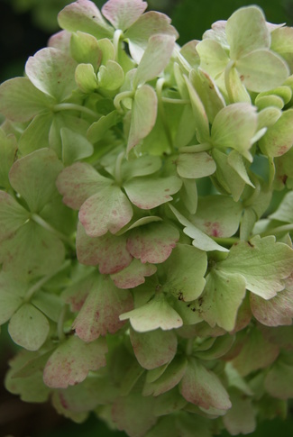 hydrangea macrophylla Mme Etienne Mouillère