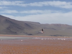 Le Sud Lipez et le Salar d'Uyuni