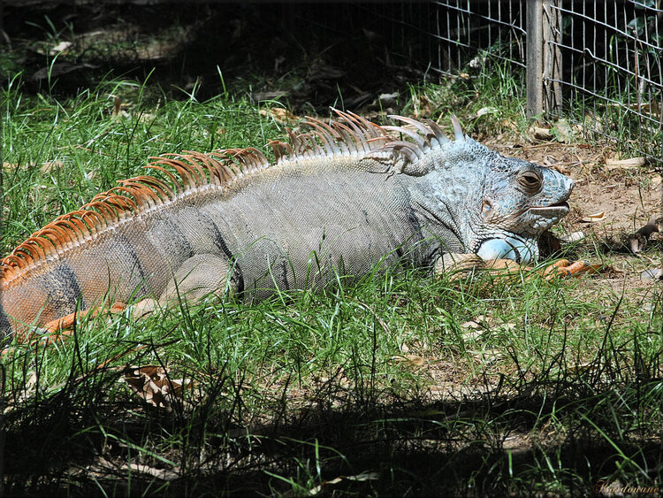 Photo d'iguane vert du Zoo de la Palmyre