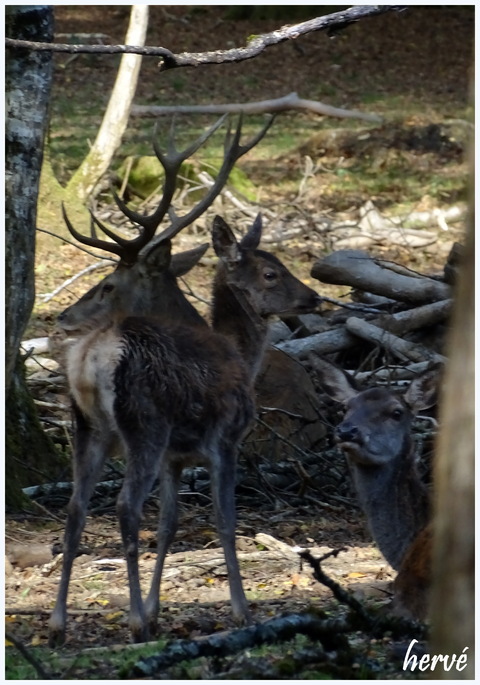 Parc animalier du Bois de Chailluz