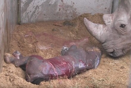 Sethemba, bébé rhinocéros blanc, né mardi 22 mars à Pairi Daiza 