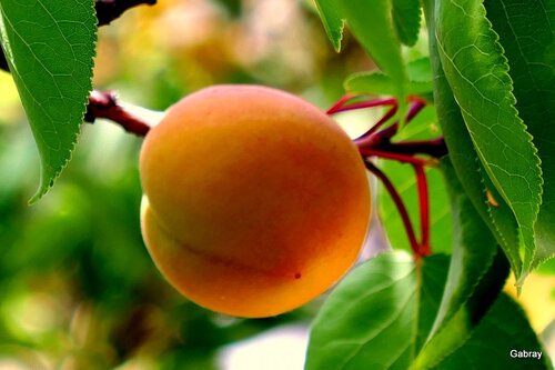 Mes abricots du jardinet 