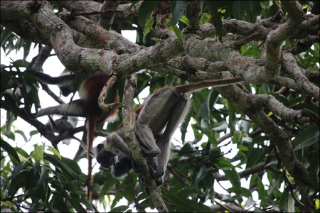 Jozani forêt, Zanzibar. Le colobe rouge. Octobre 2023.