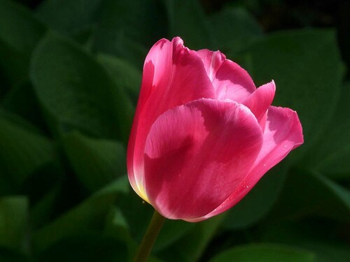 Tulipe China Pink 