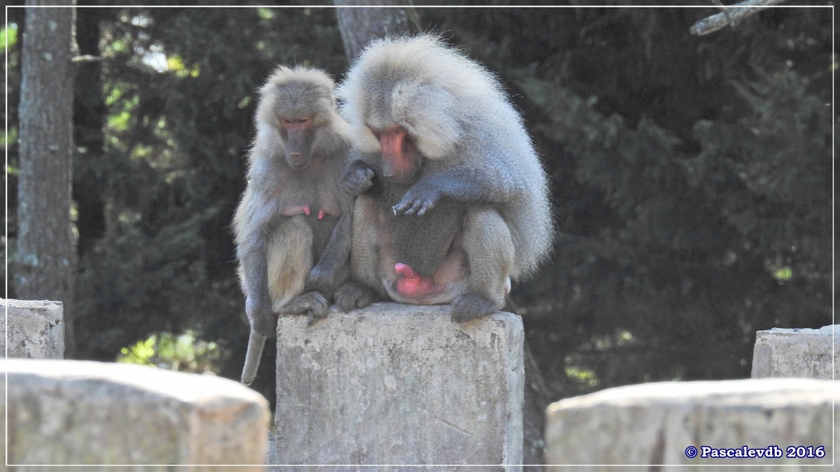 Zoo du Bassin d'Arcachon - Août 2016 - 12/15