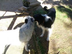 GIPSY - Border collie (2 ans)