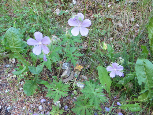 Fleurs roses