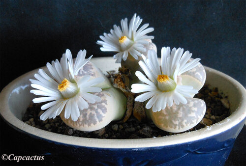 Lithops