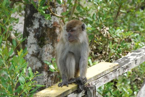 Mardi 16 juillet dans la jungle à Bako