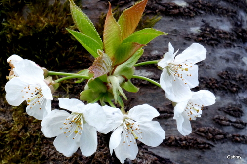 Fleurs blanches du cerisier