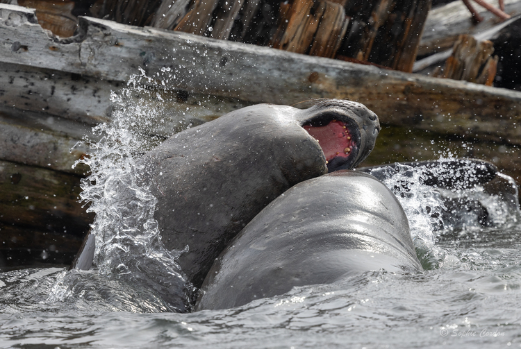 Grytviken... la bataille des éléphants de mer