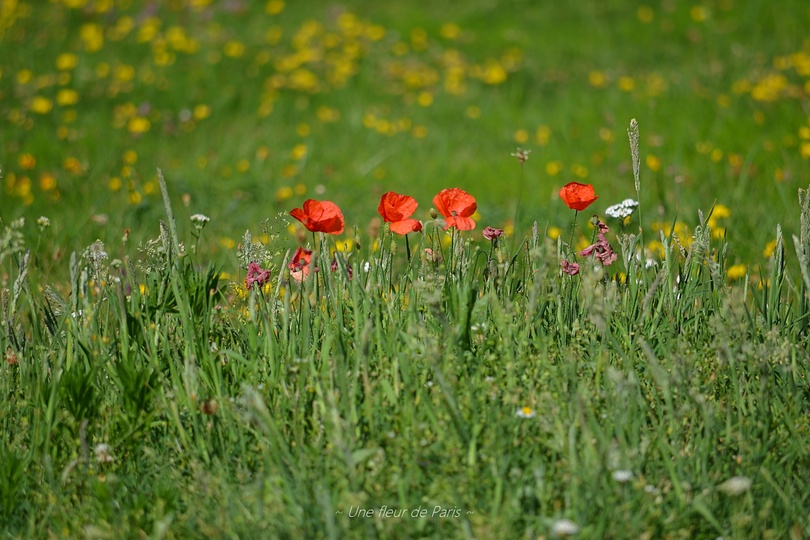 Rambouillet : Les derniers coquelicots