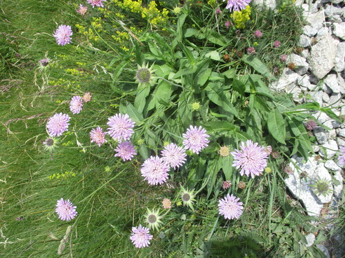 Fleurs roses