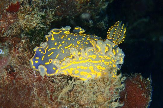 Radula du nudibranche