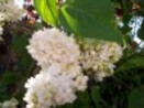 lilas blanc fleurs