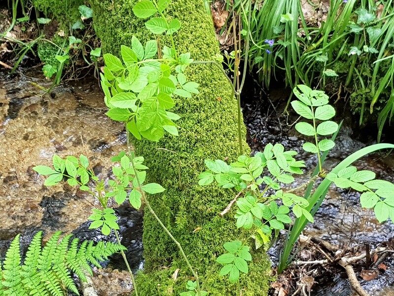 Bain en Forêt de Flaorange - La Chapelle Neuve Morbihan - Le ruisseau