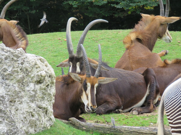 Zoo de Beauval (7).