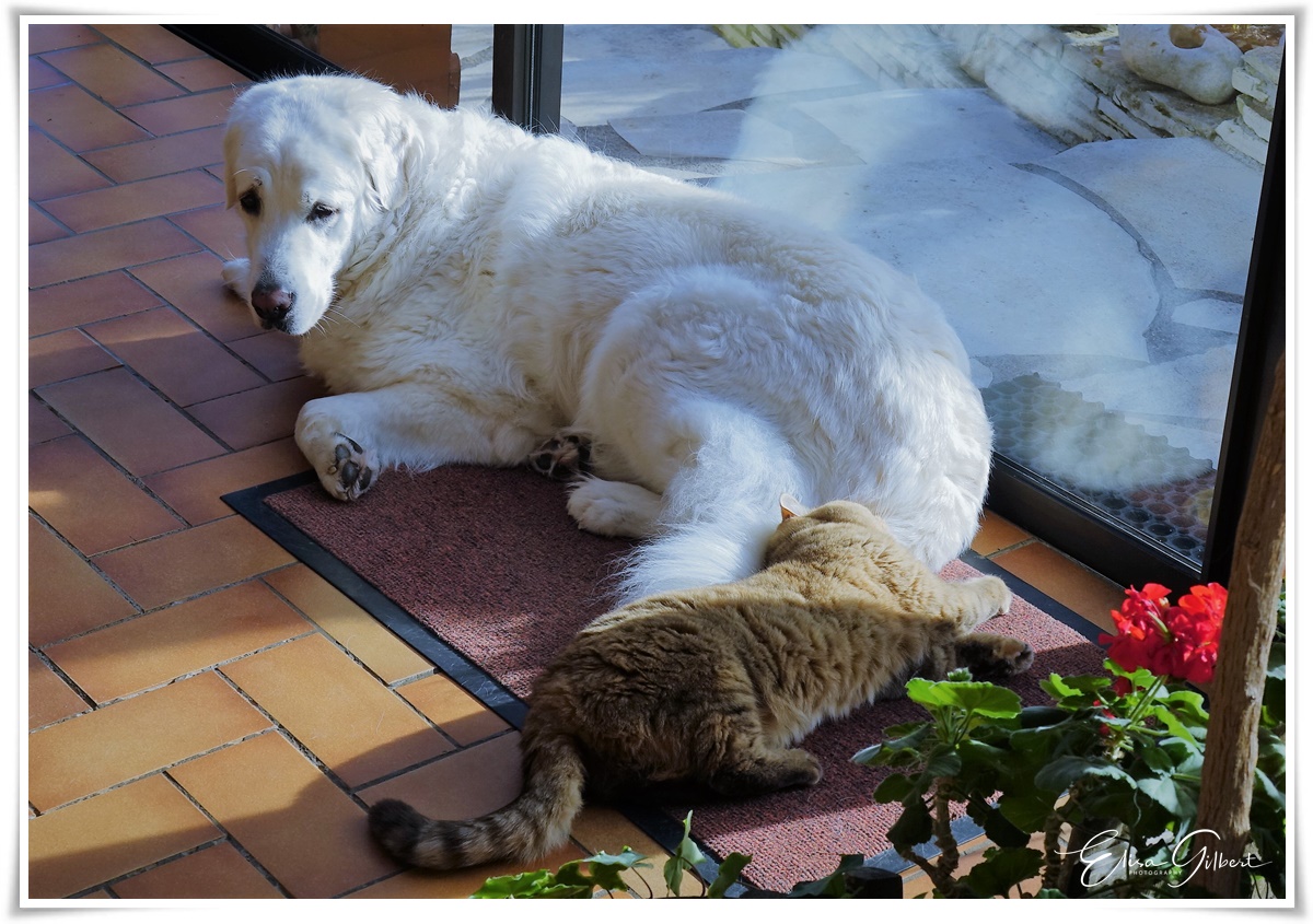 Jardin d'hiver