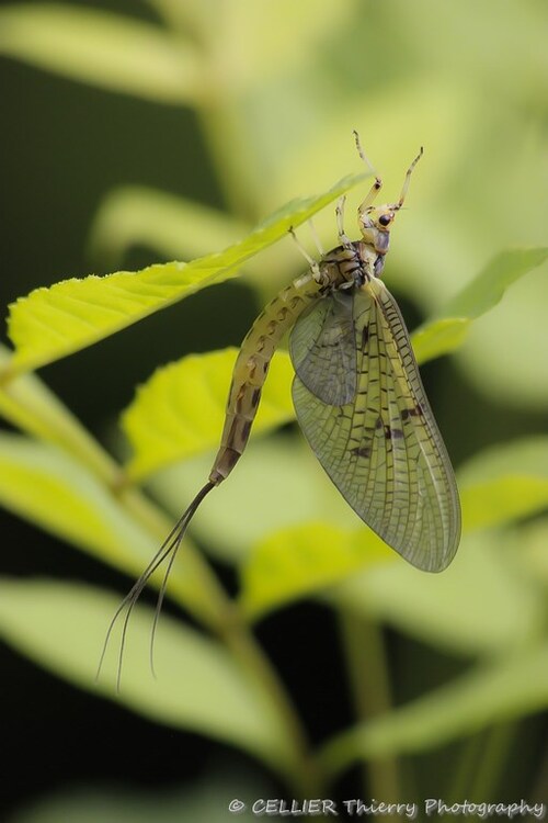 Ephemera danica - la grande mouche de mai - Saint jean de chevelu - Savoie